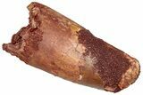 Real Fossil Spinosaurus Tooth - Robust Tooth #298253-1